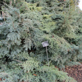 juniperus x media -pfitzeriana glauca